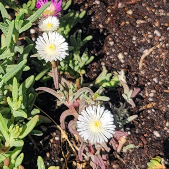 Accents White Ice Plant Cuttings 110 Poshmark